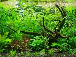68L HighTech Style Planted