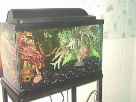 My FishyTanks