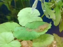 My Cory laid eggs!