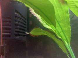 Help! Filter clogged during cycle!