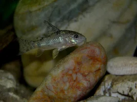 Which Corys Do You Have?