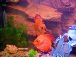February 2012 Fish Of The Month Entries.