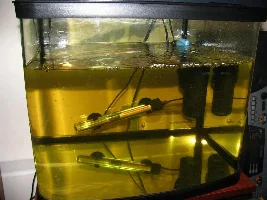 My Bronze Corys Have Laid Eggs - What Next?