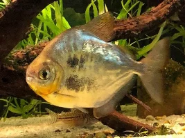 Pre-Feeding Time