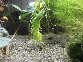 Emerald Corys