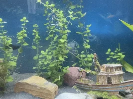 New tank - high nitrates? Or is it?