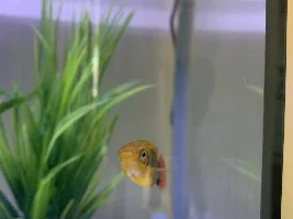 Poorly Platy
