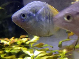 Urgent Help In Identifying And Treating A Parasite(i Suppose)