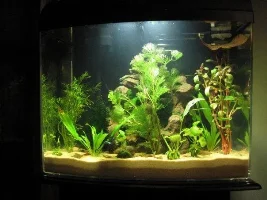 3 Gallon Wall Mounted Aquariu,
