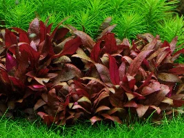 Tell me where to stick my new plants! (behave... ;-) )