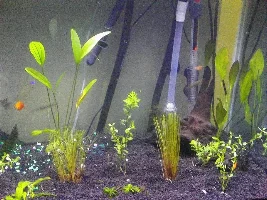 75G Planted Tank