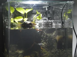 60L Paludarium