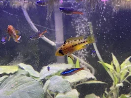Apisto Gendering