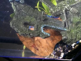 My Baby Double Tail
