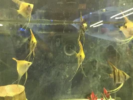 A Trip to the pet shop.
