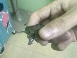 Help! Injured RES