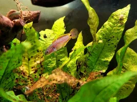Peacock gudgeon photos