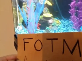 August 2014 - Fish Of The Month Comp Entries