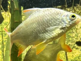 My Cool water "barb" tank begins...