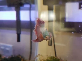 Questions about my Betta