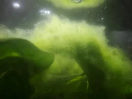 Algea bloom