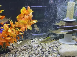my local fish store