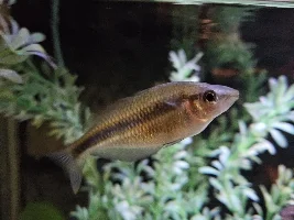 8 fish dead in less than one day