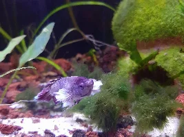 Betta with stringy things hanging off of it after tank remodel and damaged fin