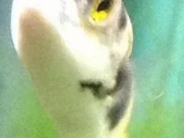 Is My Amazon Puffer Skinny ?