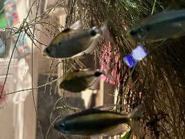 African tetra... what's the difference...