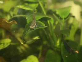 Stiphodon