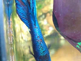 Betta lost scales