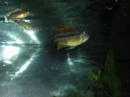Lucky's fish