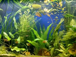 55Gal Goal Is Planted, Peaceful