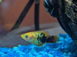 Is my platy pregnant?