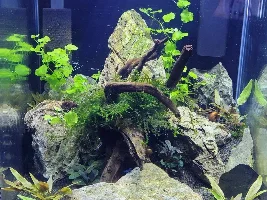 Dd's Tanks And Fish