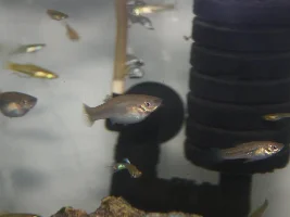 The Green Swordtail and other "wild" colors of livebearers.