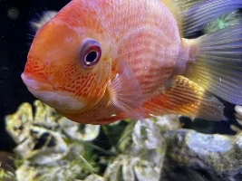 Fungus on Severum fins?