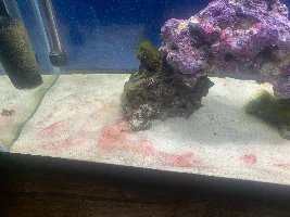 Dealing with Green Hair Algae and Cyanobacteria and lots of questions for my Saltwater tank.