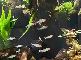 A few random photos - Rummy Nose Tetras