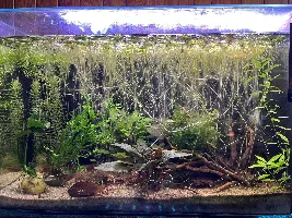 Clown killifish tank