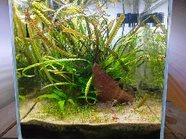 15 Litre cherry shrimp tank