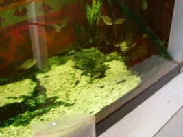 Gimme your algae pictures