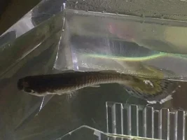 Guppy Problems Any Ideas Welcome
