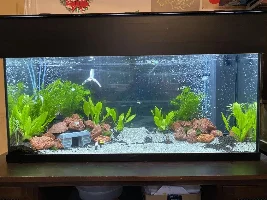 My first aquarium in a LONG time...