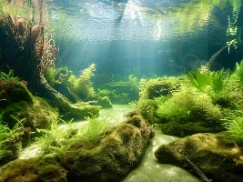 3 season porch tank with native fish…
