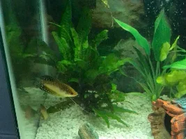 What the heck kind of Gouramis are these?