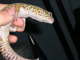 Ever seen a leopard gecko?