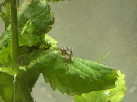 Baby Japanese trap door snails