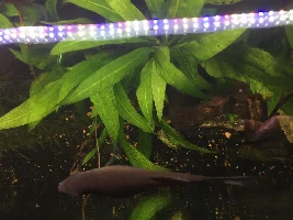 Pearl Gourami behaviour